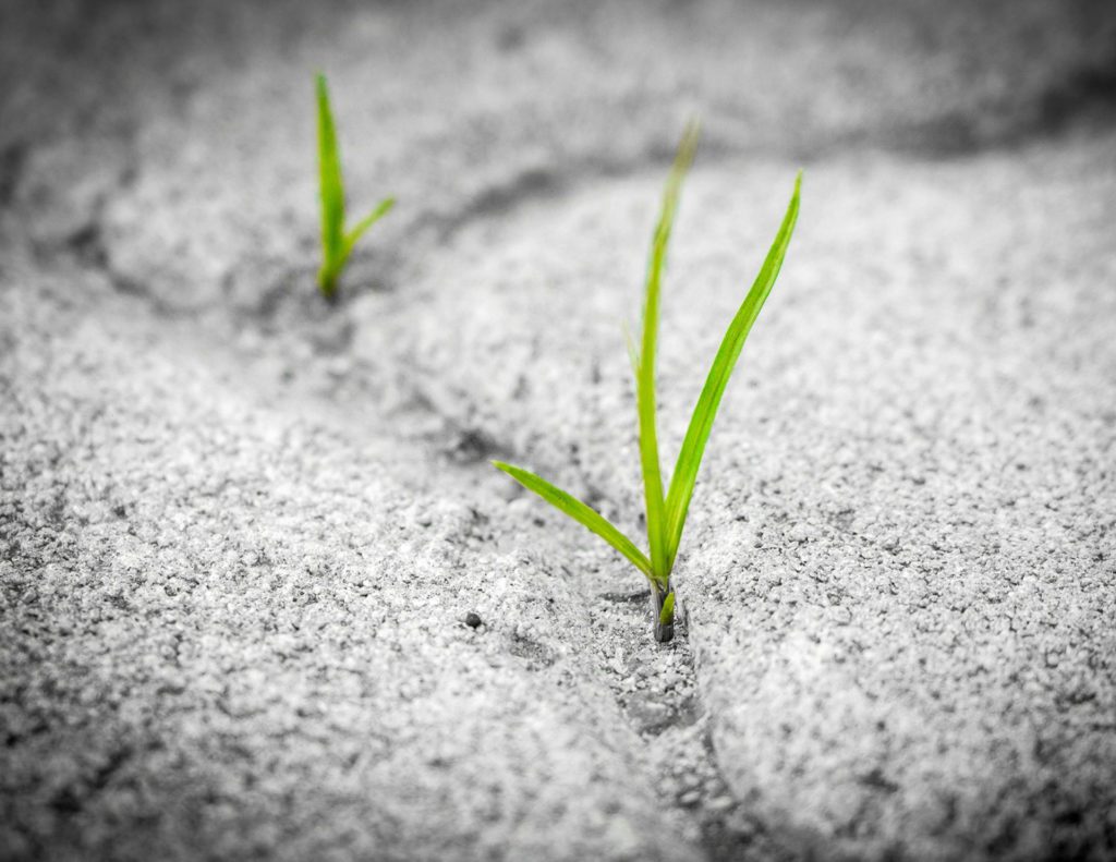 grass growing out of crack in cement