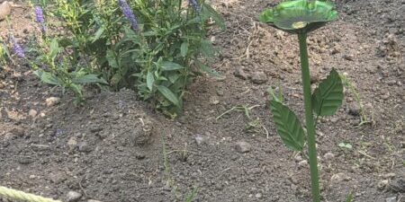 Wildflower Garden - Pollinator Watering Station