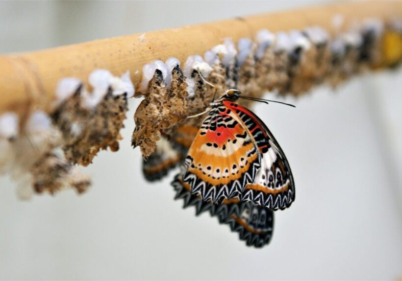 fotorieth-butterfly-4298551