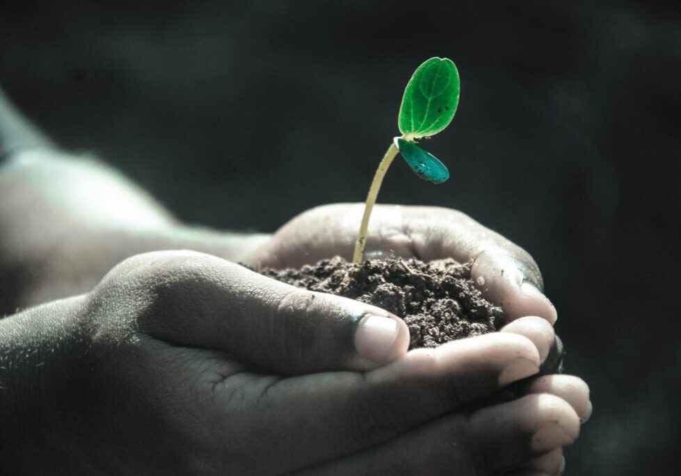 seedling in hands
