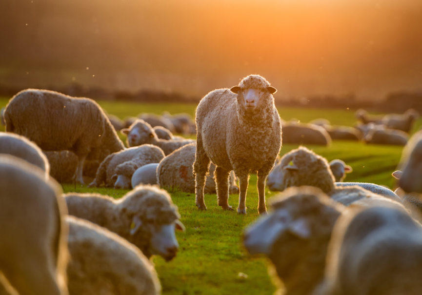 Flock,Of,Sheep,At,Sunset sheep at sunset