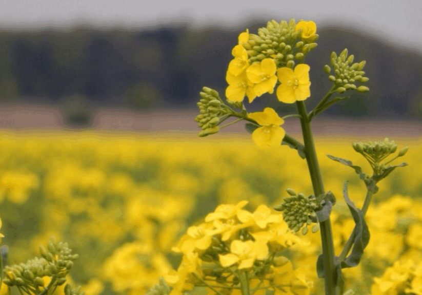 mustard seed faith