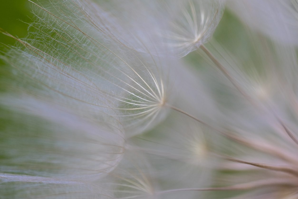 Dominican Sisters Of Sparkill