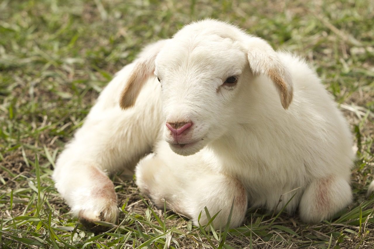 lamb-2216160_1280 lamb