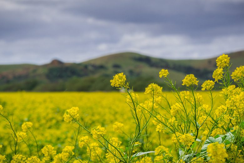 Black mustard field, Coyote Hills Regional Park, San Francisco bay, California