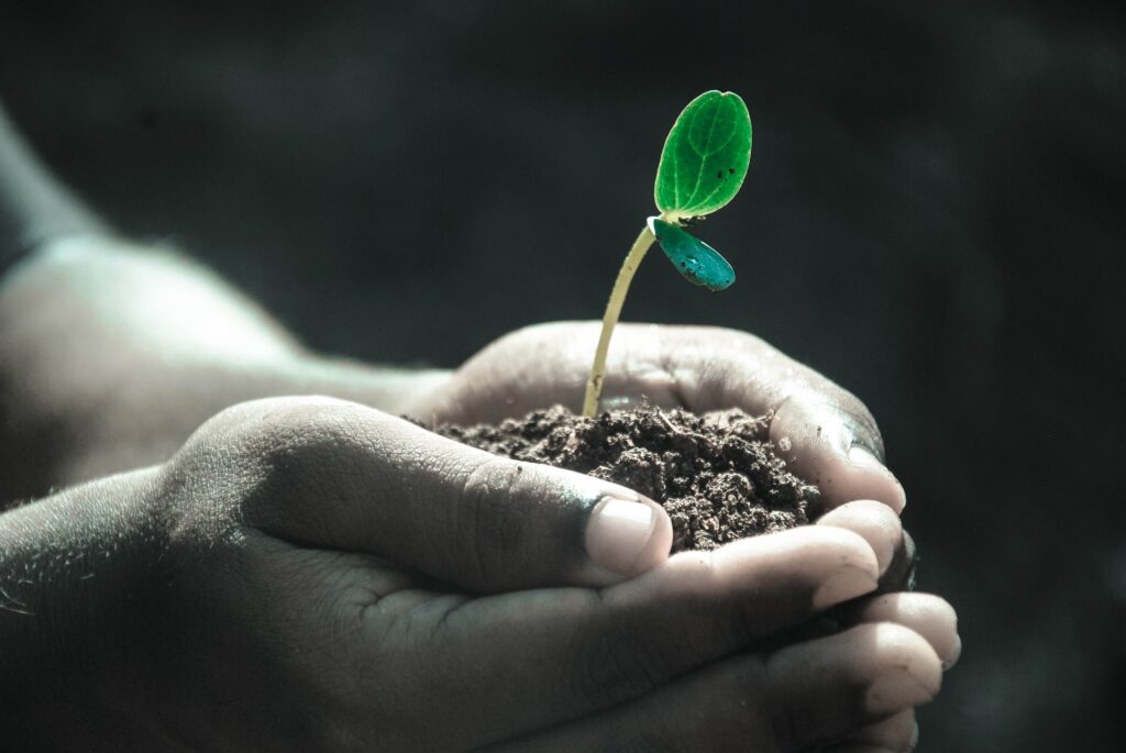 seedling in hands