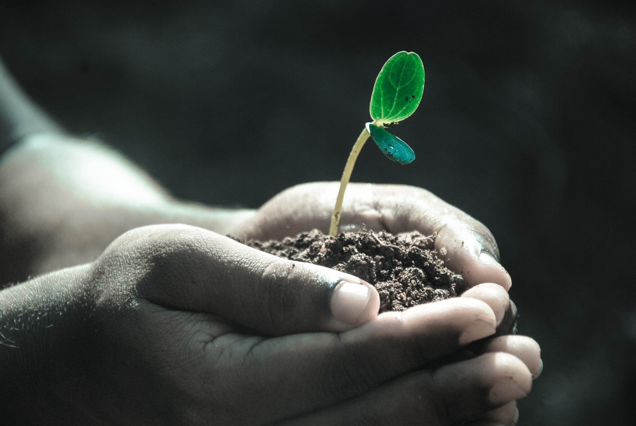 seedling in hands