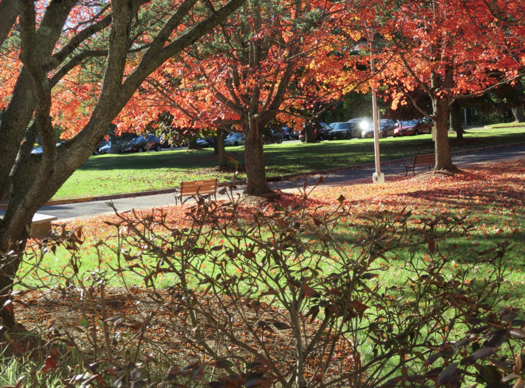 Fall foliage on Dominican Sisters of Sparkill property