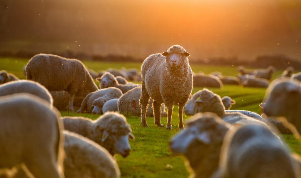 Flock,Of,Sheep,At,Sunset sheep at sunset