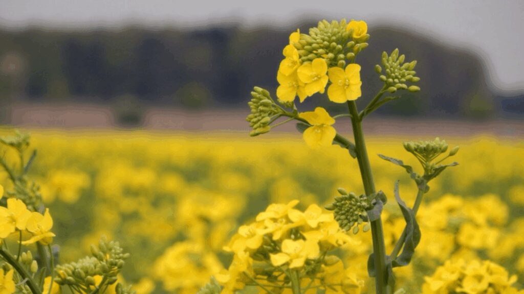 mustard seed faith